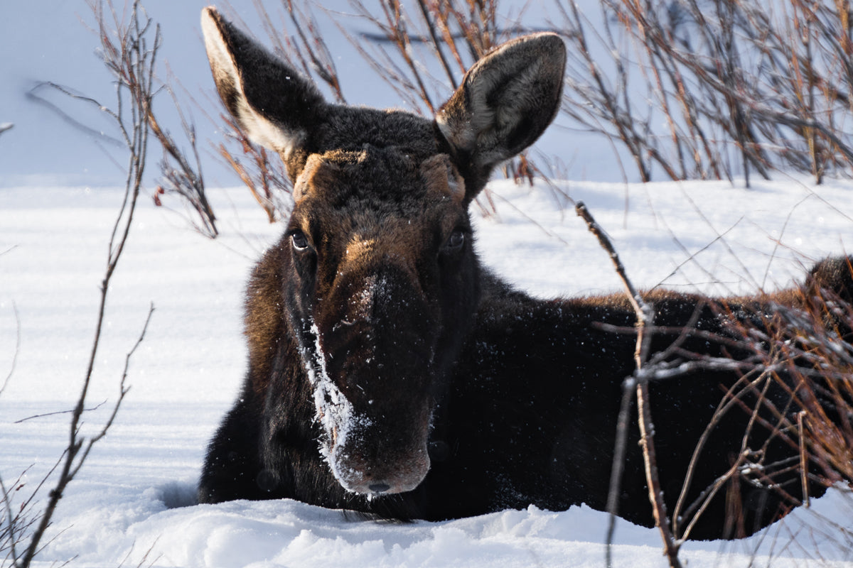 Majestic Moose Wall Art: Bring the Serenity of Wyoming’s Wildlife into Your Home