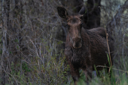 Moose Wall Art