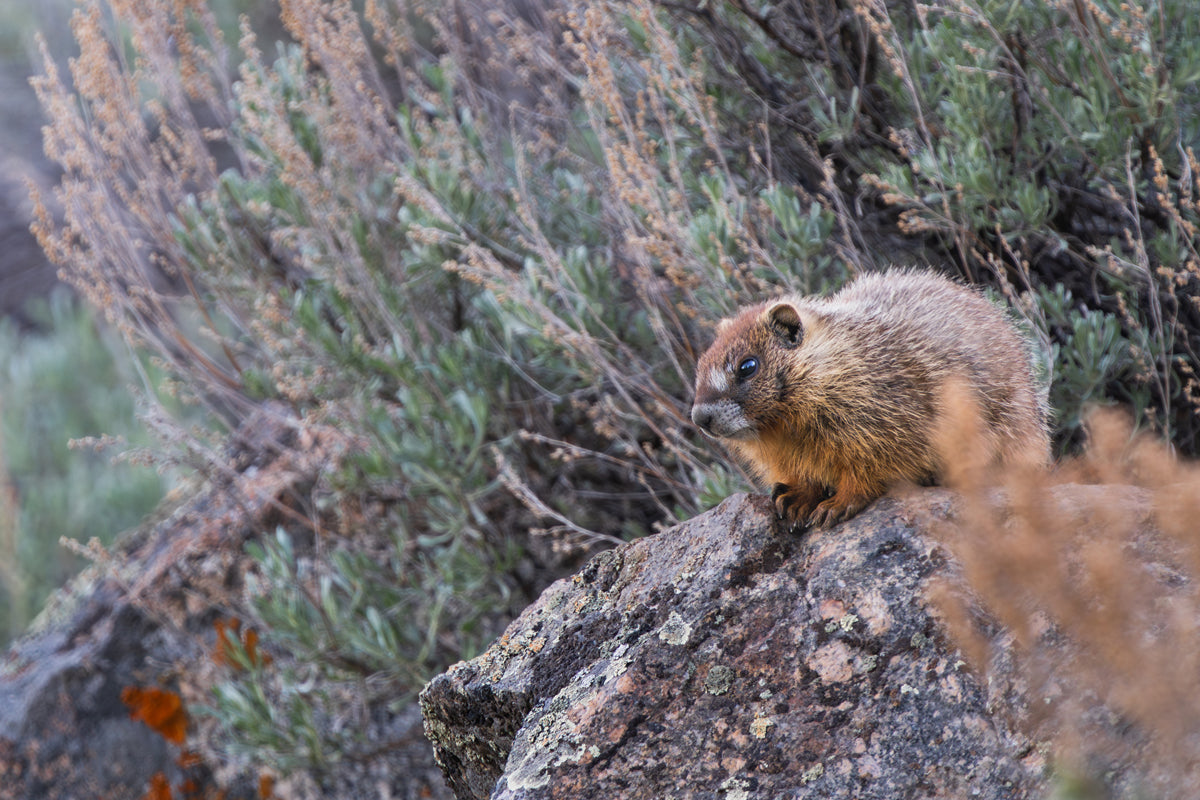 Bring Nature Home: The Beauty of Wildlife Wall Art Baby Marmot