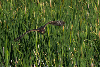 Northern Harrier  Artwork