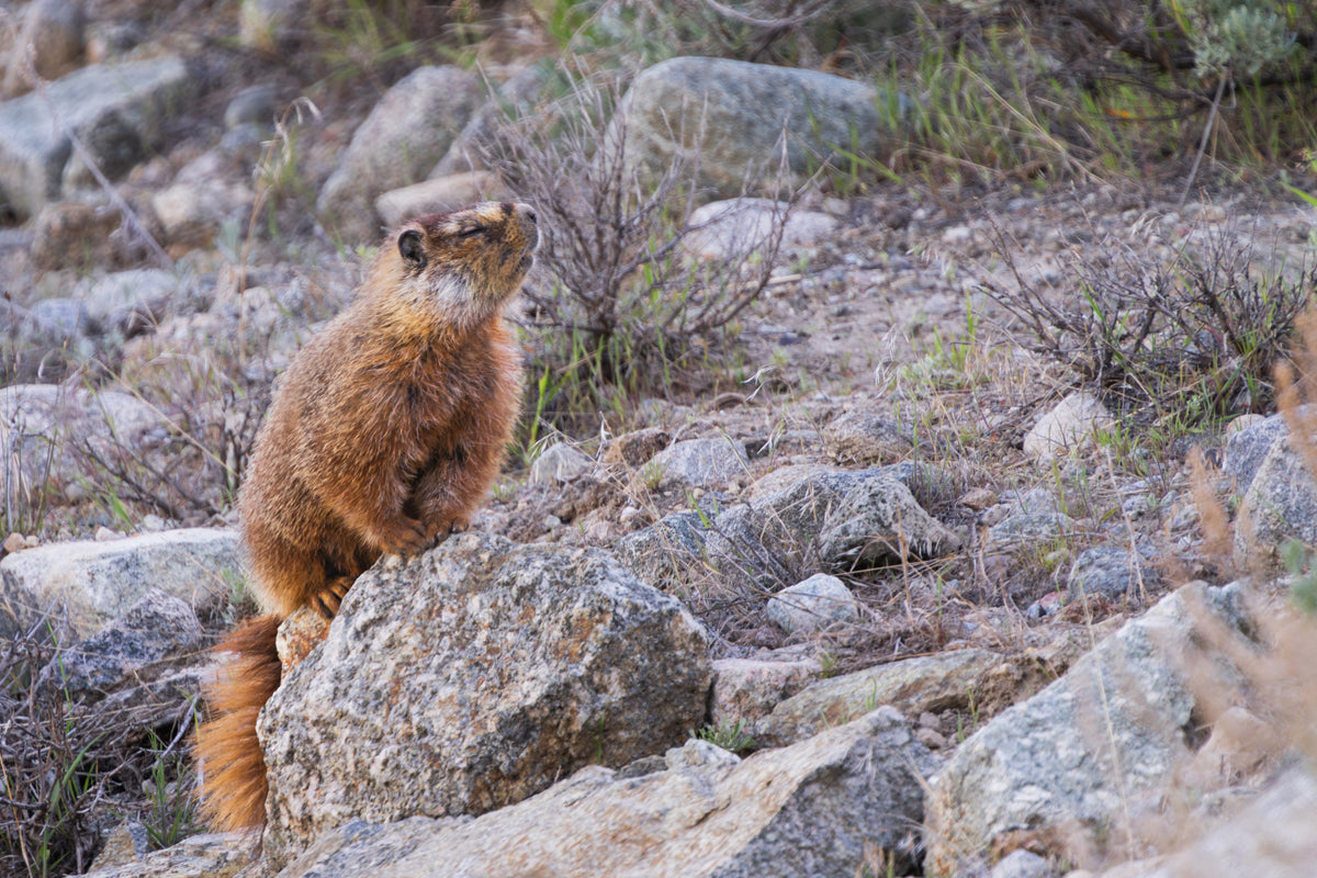 A Moment of Patience: The Praying Marmot