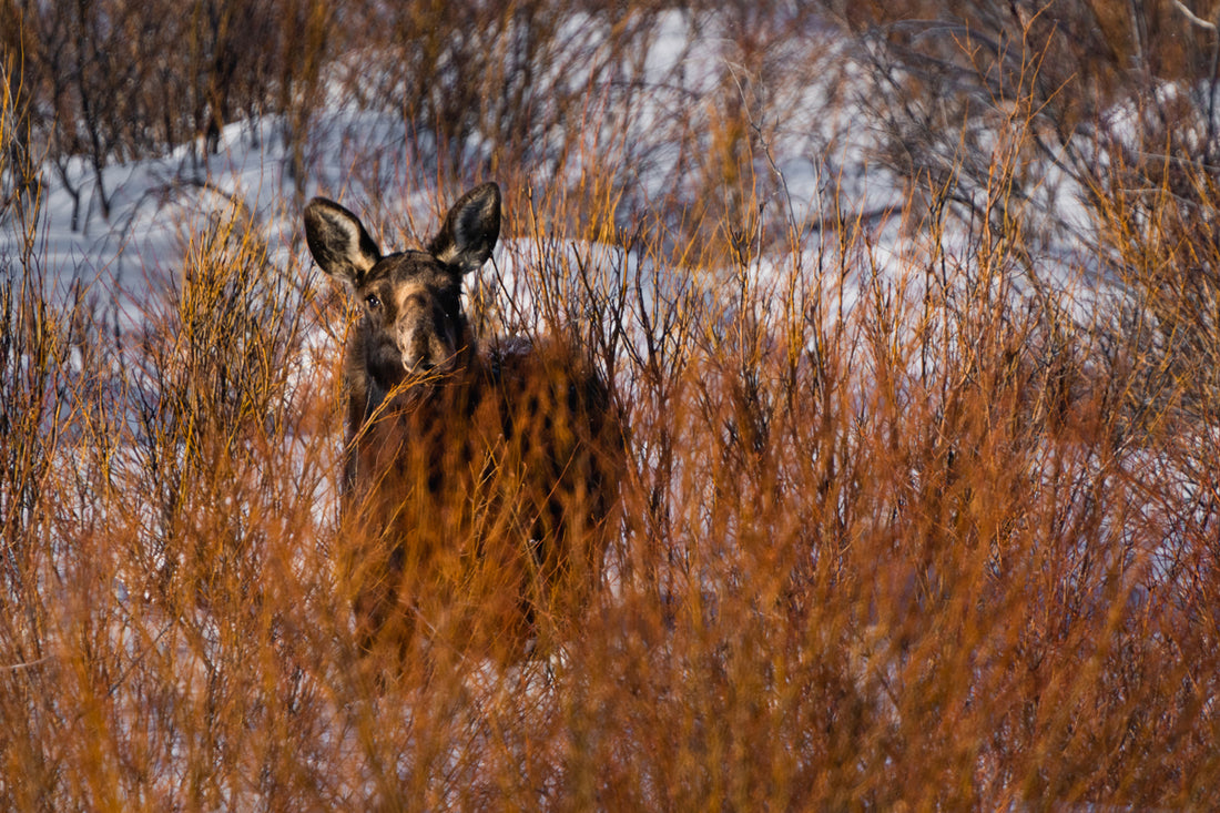 Wildlife Photography: Moose 3