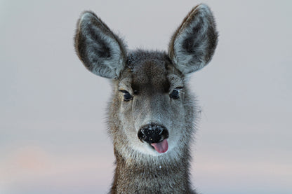Wildlife Photography: Deer My Dear funny Face