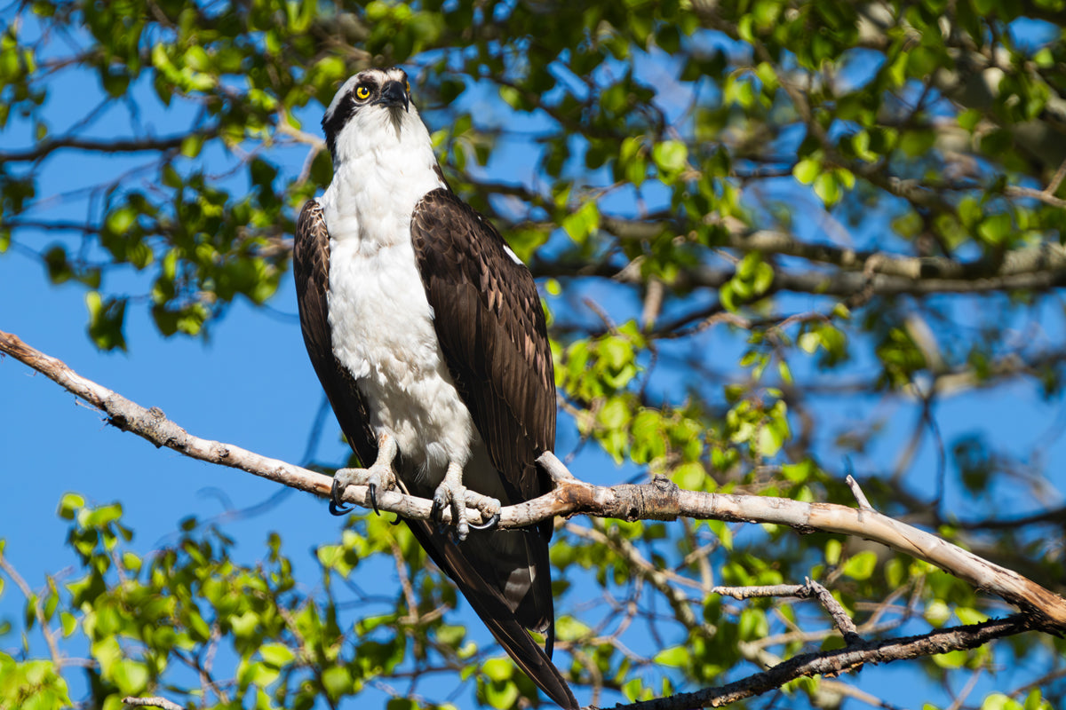 The Osprey’s Gaze: A Moment of Connection