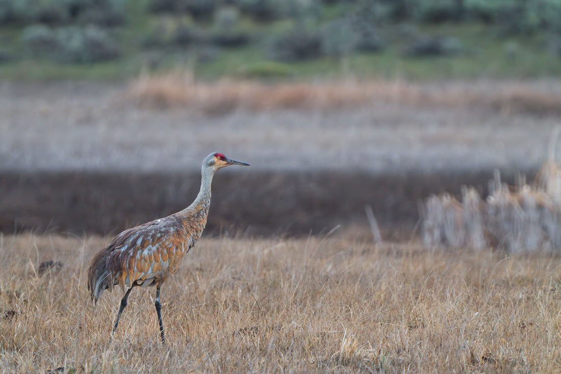 Morning’s Blessing: Sandhill Cranes in God’s Light