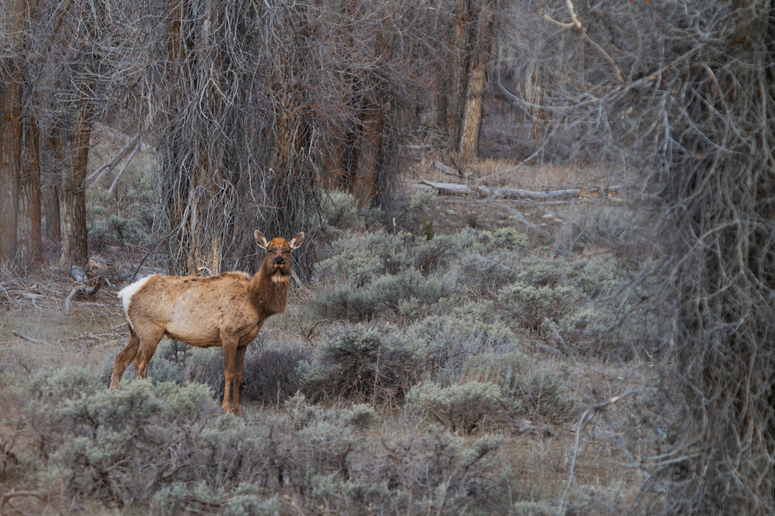 Whispers of the Wilderness: A Sacred Encounter with Elk
