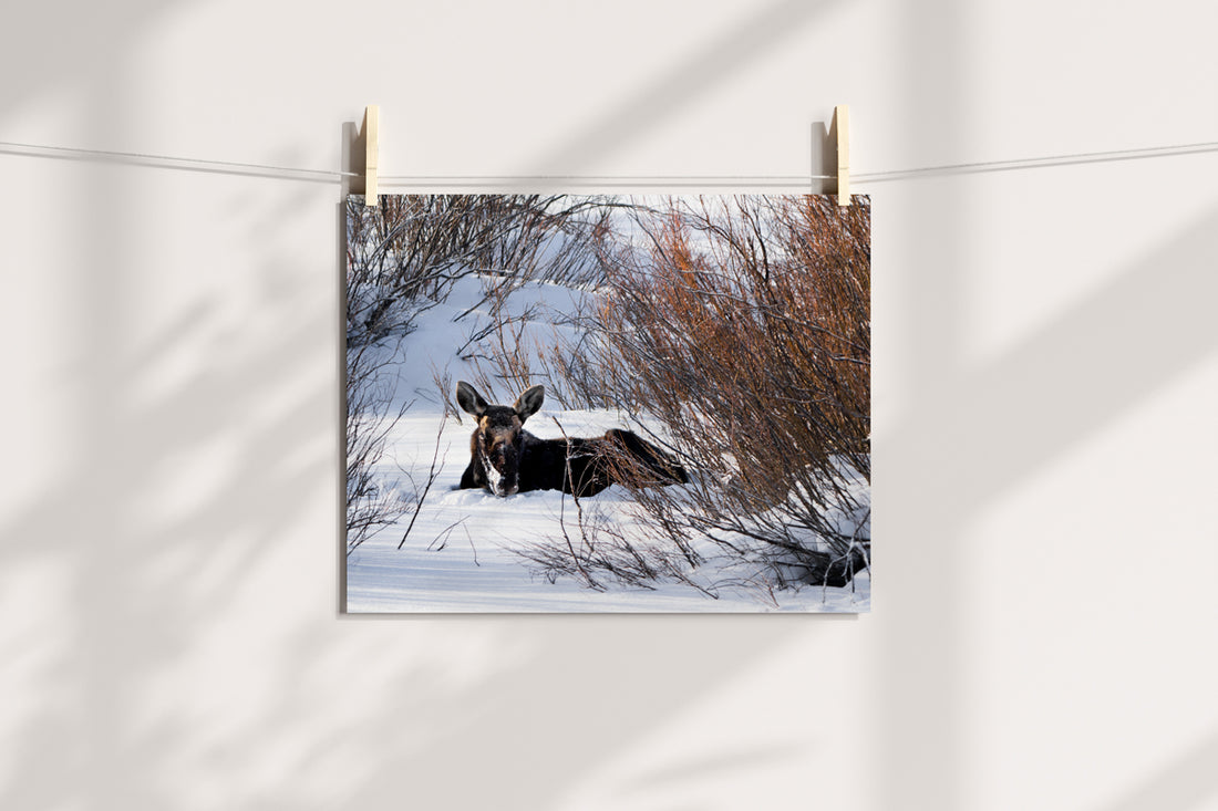 Wildlife Photography: Moose 2