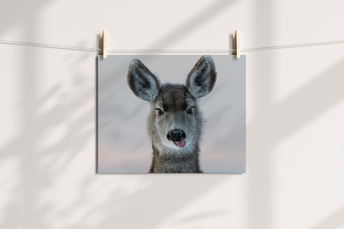 Wildlife Photography: Deer My Dear funny Face