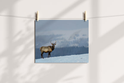 Wildlife Photography Elk 3