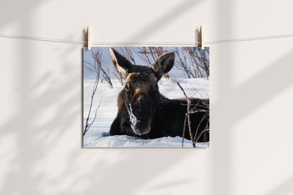 Majestic Moose Wall Art: Bring the Serenity of Wyoming’s Wildlife into Your Home