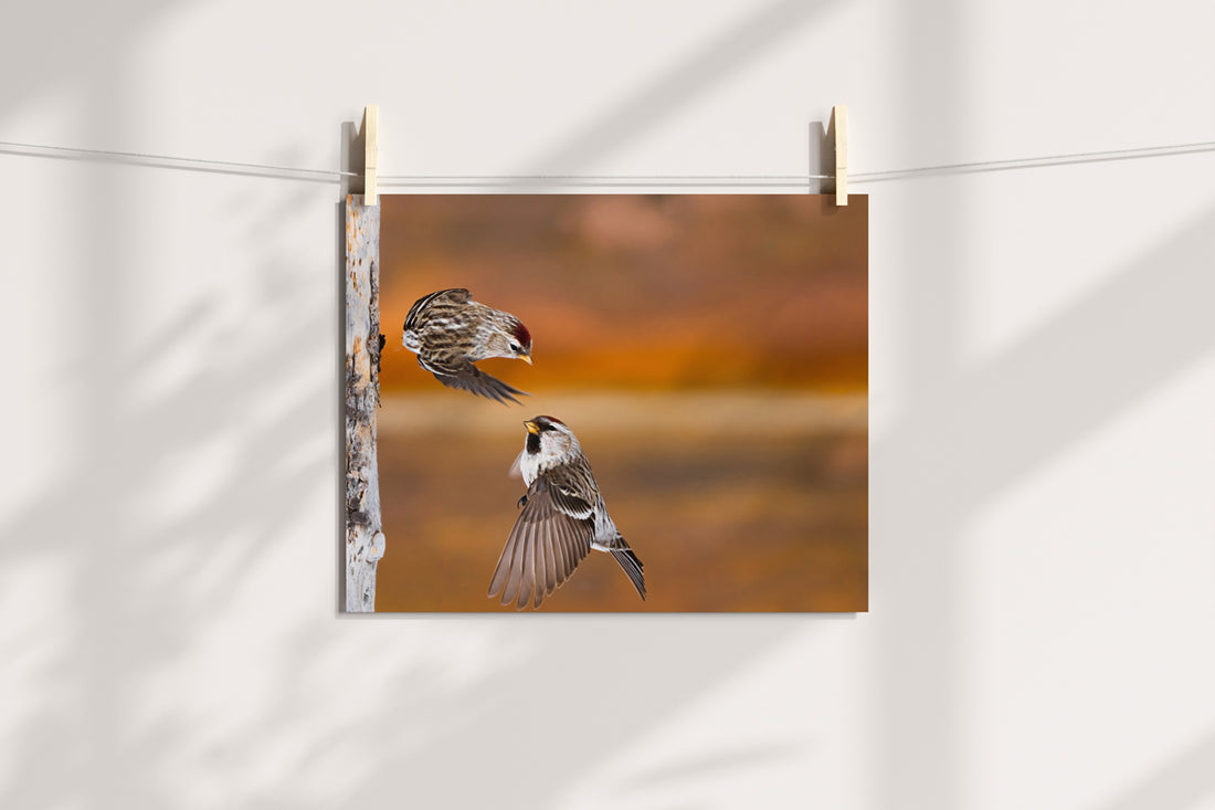 Common Redpoll Wall Art: A Piece of Wyoming’s Winter Magic for Your Walls