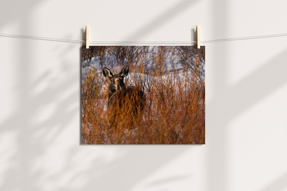 Wildlife Photography: Moose 3