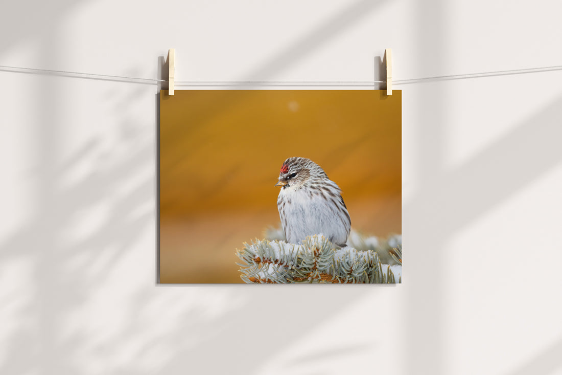 Capture the Serenity of Wyoming with Common Redpoll Wall Art