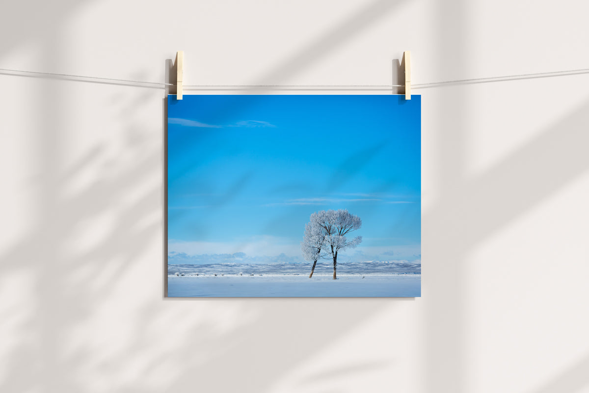 Enchanting Trees Wall Art: Embrace the Magic of Wyoming&