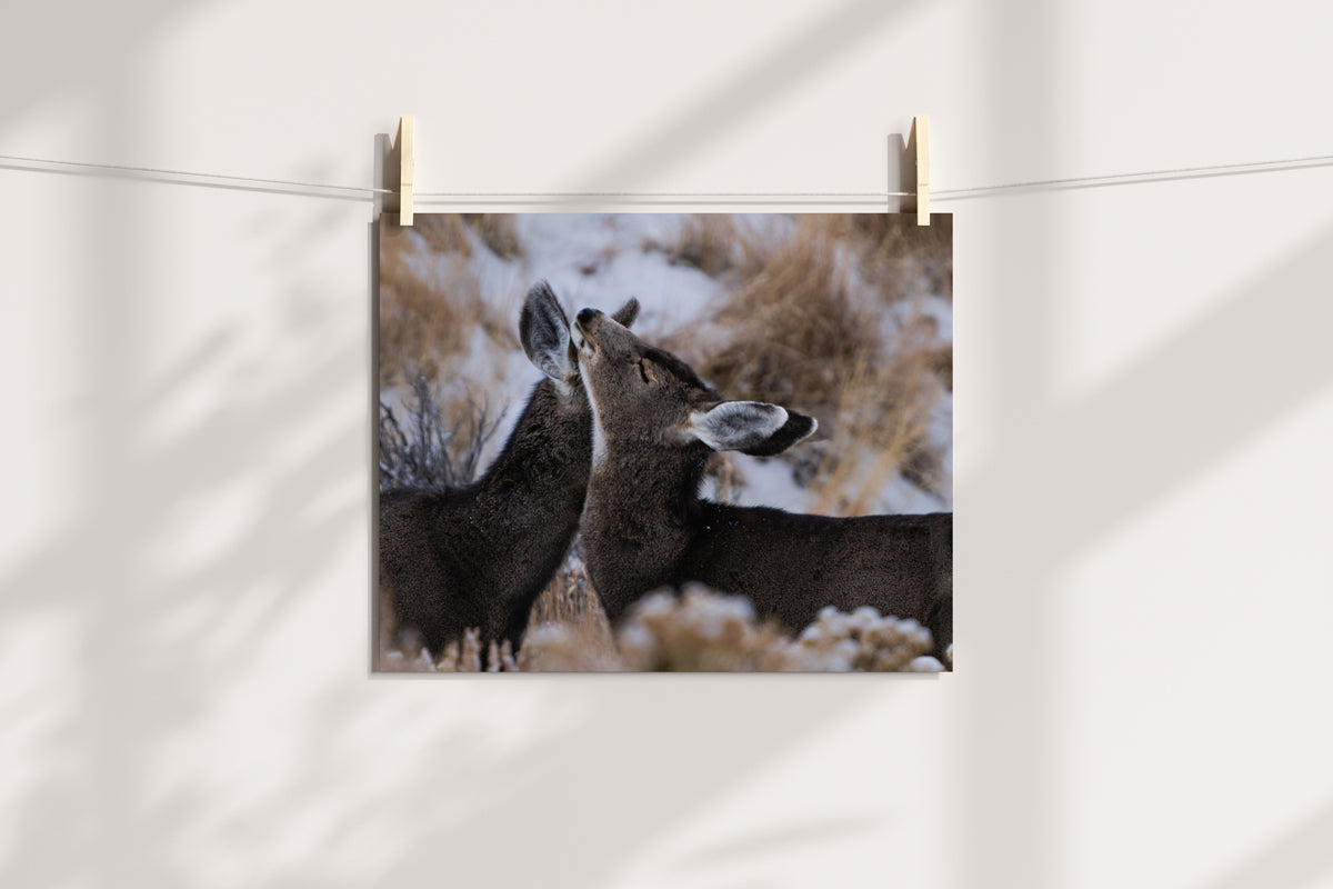 Deer Wall Art: Capturing the Tenderness of Wyoming&