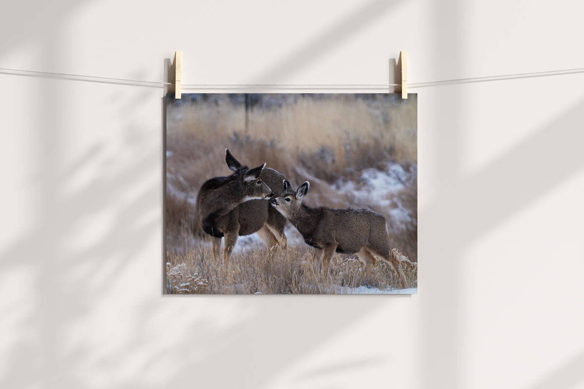 Wildlife Photography: Deer With Fawn