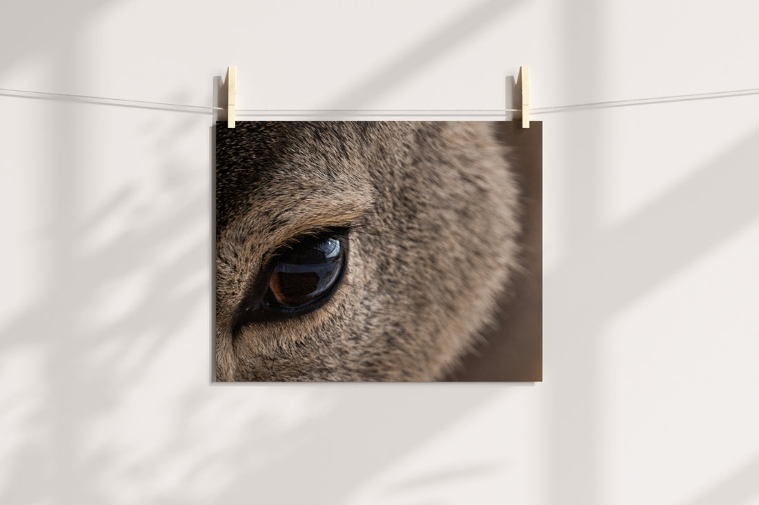 Close-Up Deer Wall Art: Capturing the Gentle Spirit of Wyoming