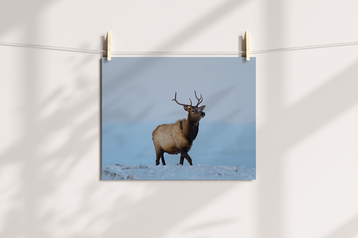 Elk Artwork: Capturing the Heart of Wyoming’s Wild Majesty