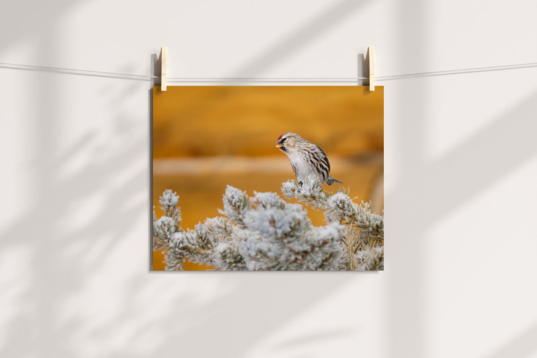 Common Redpoll Wall Art: Bringing the Winter Magic of Wyoming Birds into Your Home