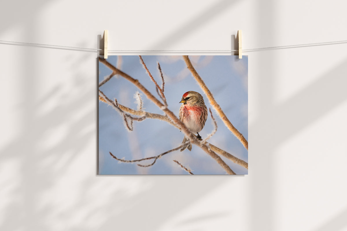 Winter Wonder: Common Redpoll Wall Art to Brighten Your Home