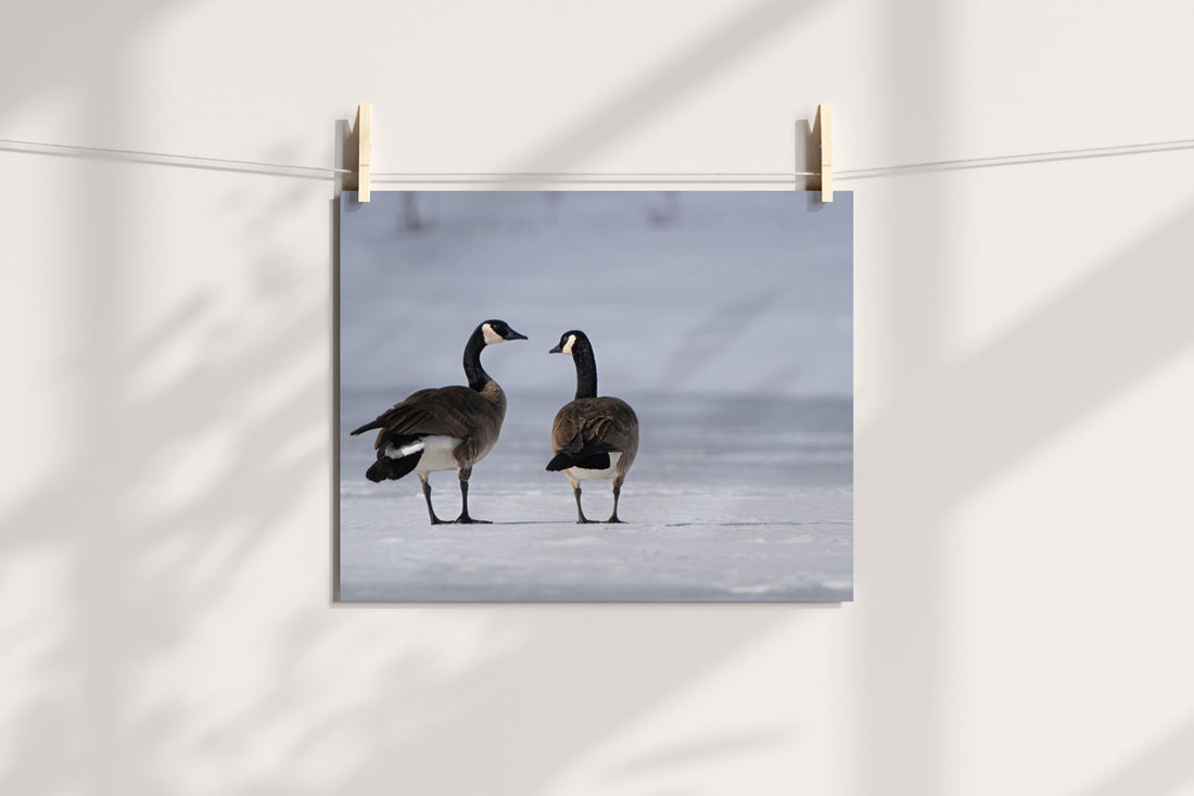 Wildlife Photography: Canada Geese Heart