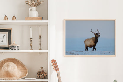 Elk Artwork: Capturing the Heart of Wyoming’s Wild Majesty