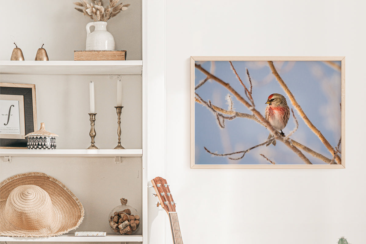 Winter Wonder: Common Redpoll Wall Art to Brighten Your Home