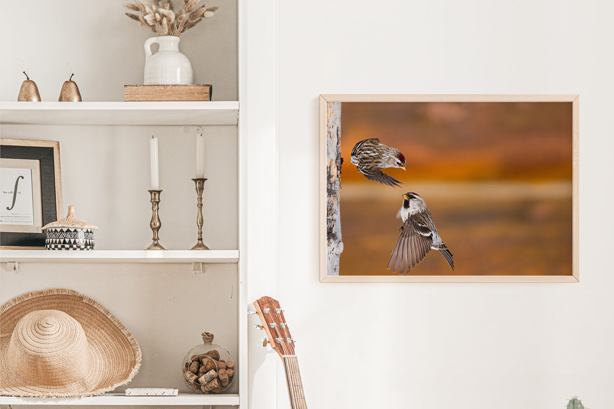 Wildlife Photography: Common Redpoll Flying