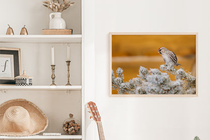 Wildlife Photography: Common Redpoll Chilling 5