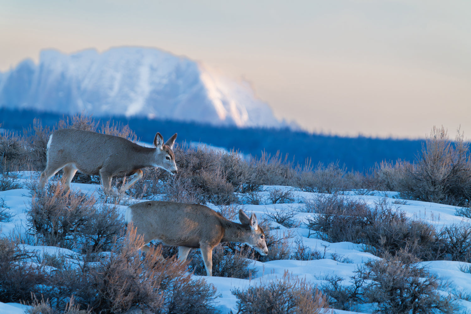 Deer of the Wind River Range
