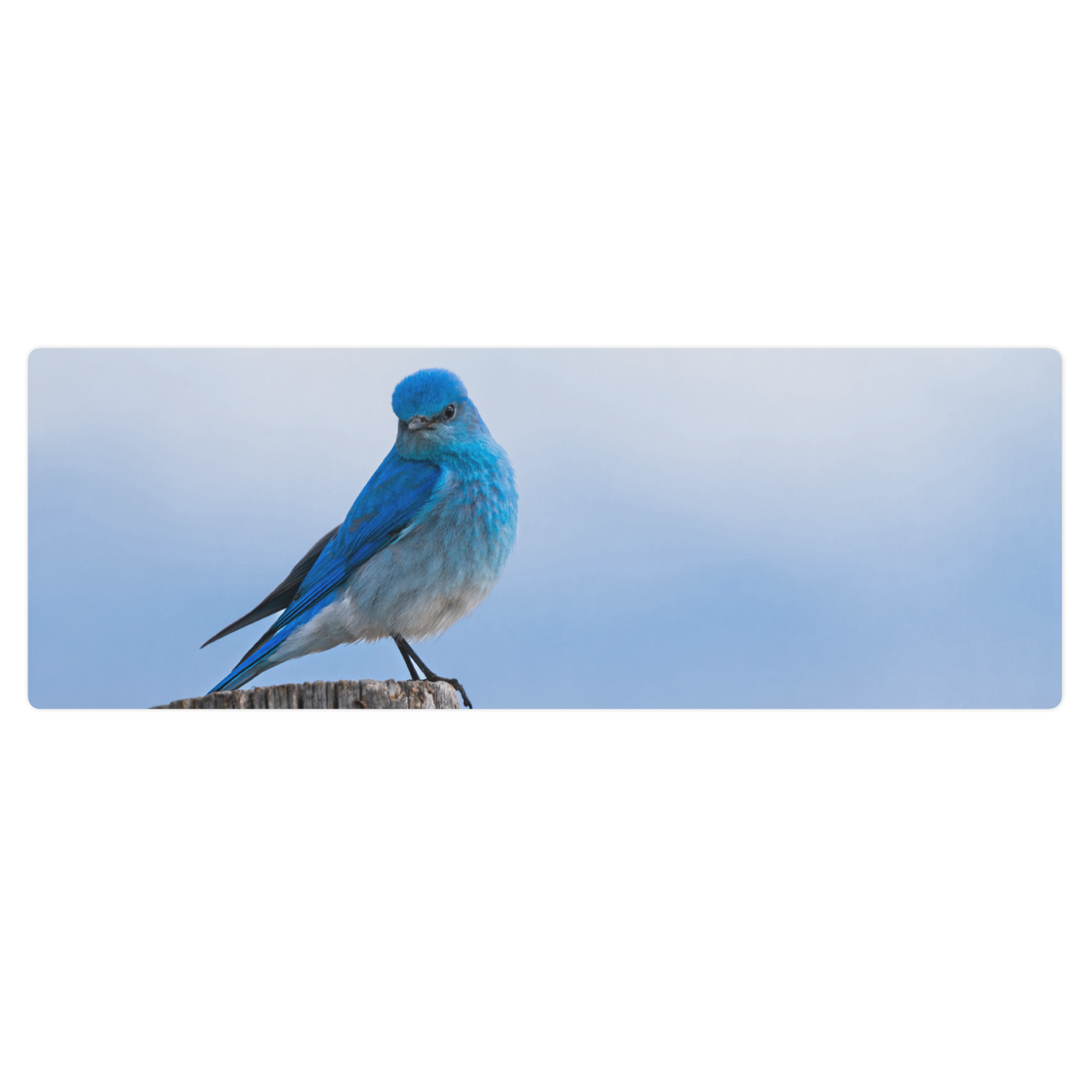 Mountain Bluebird Yoga mat