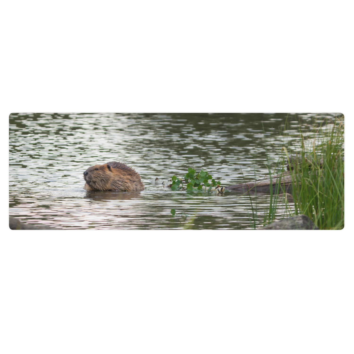 Beaver Yoga mat