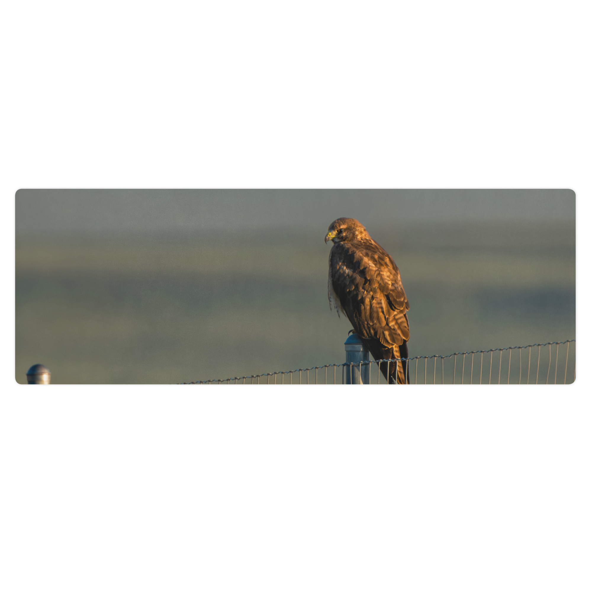 Red Tail Hawk Yoga mat