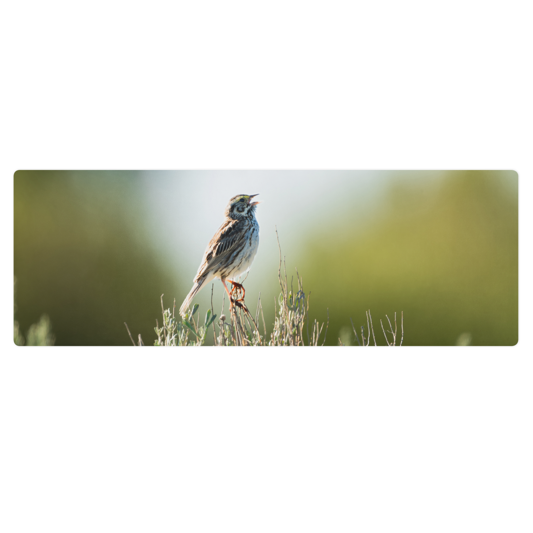 Song Sparrow Yoga mat