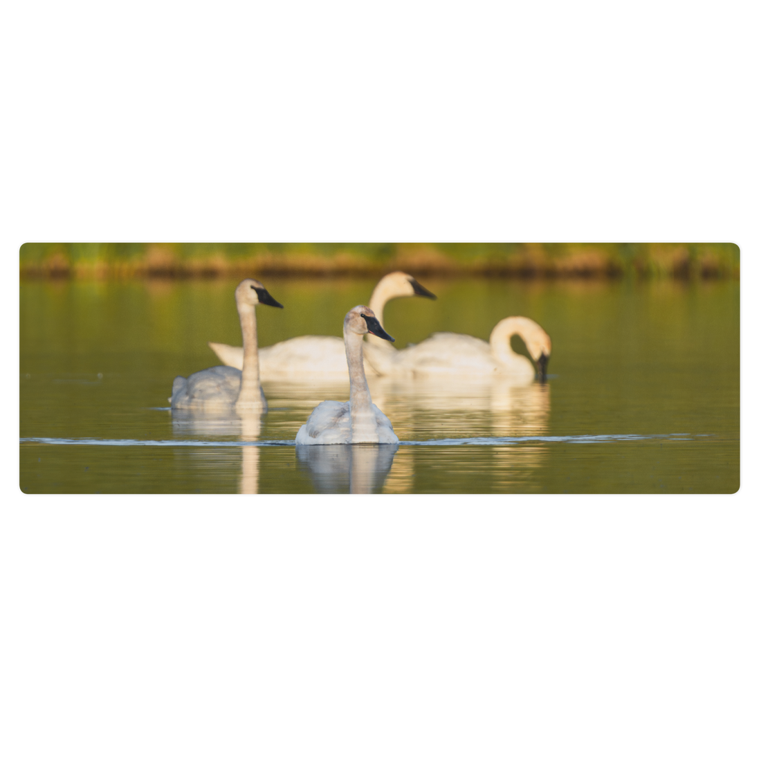 Swans Yoga mat