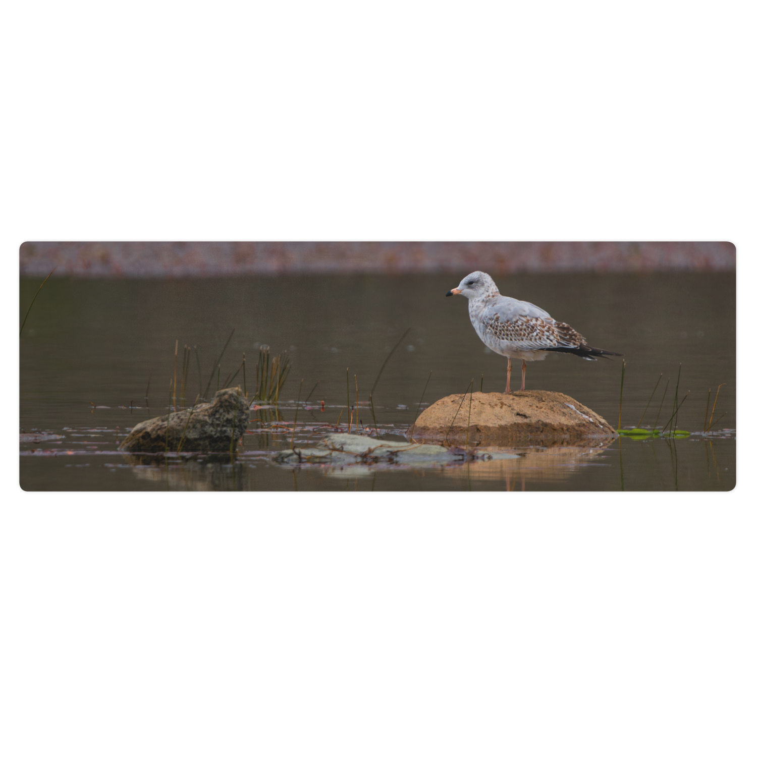 Ring-Billed Gull Yoga mat