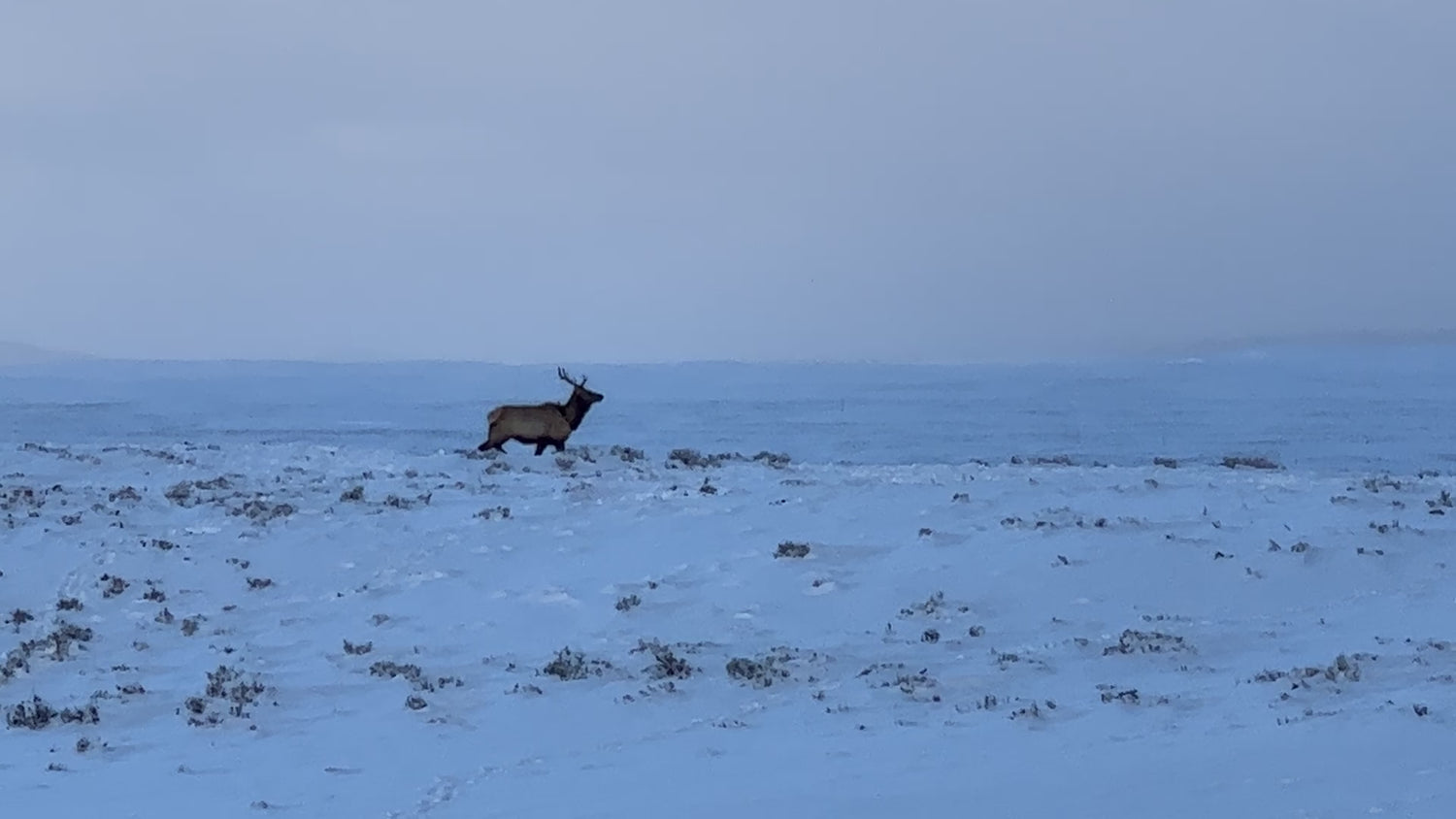 Wildlife Photography: Elk