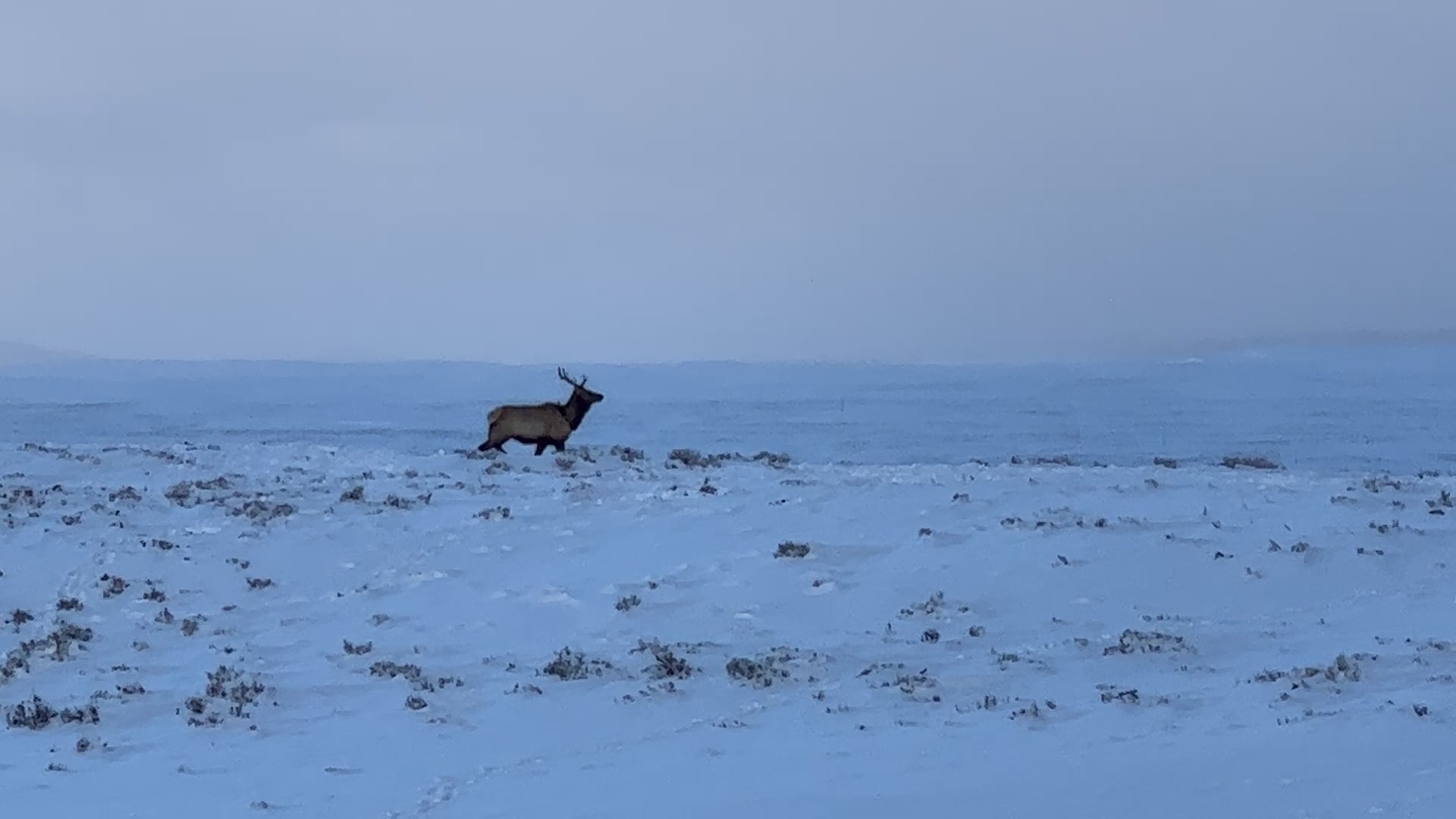 Wildlife Photography: Elk