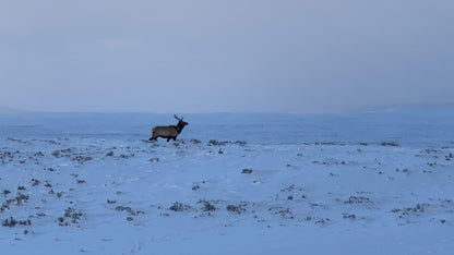 Wildlife Photography: Elk