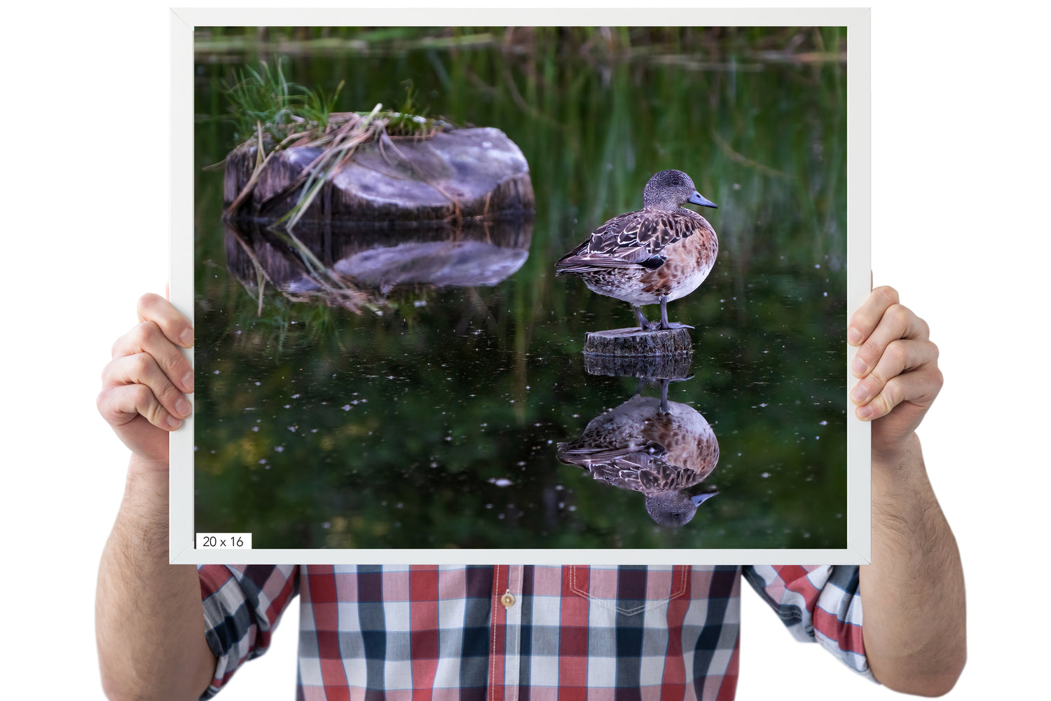 Bird Photography: American Wigeon in Summer (Duck Photography) - The Overland Diaries