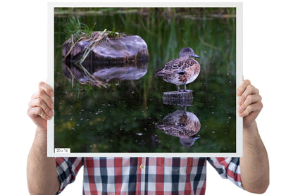 Bird Photography: American Wigeon in Summer (Duck Photography) - The Overland Diaries