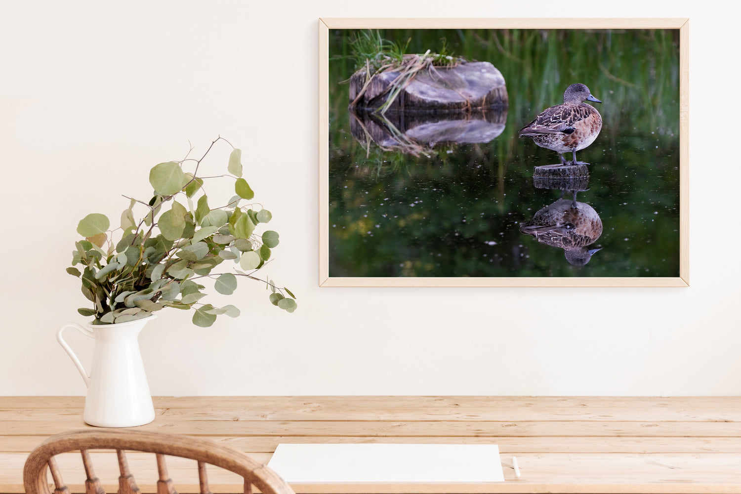 Bird Photography: American Wigeon in Summer (Duck Photography) - The Overland Diaries
