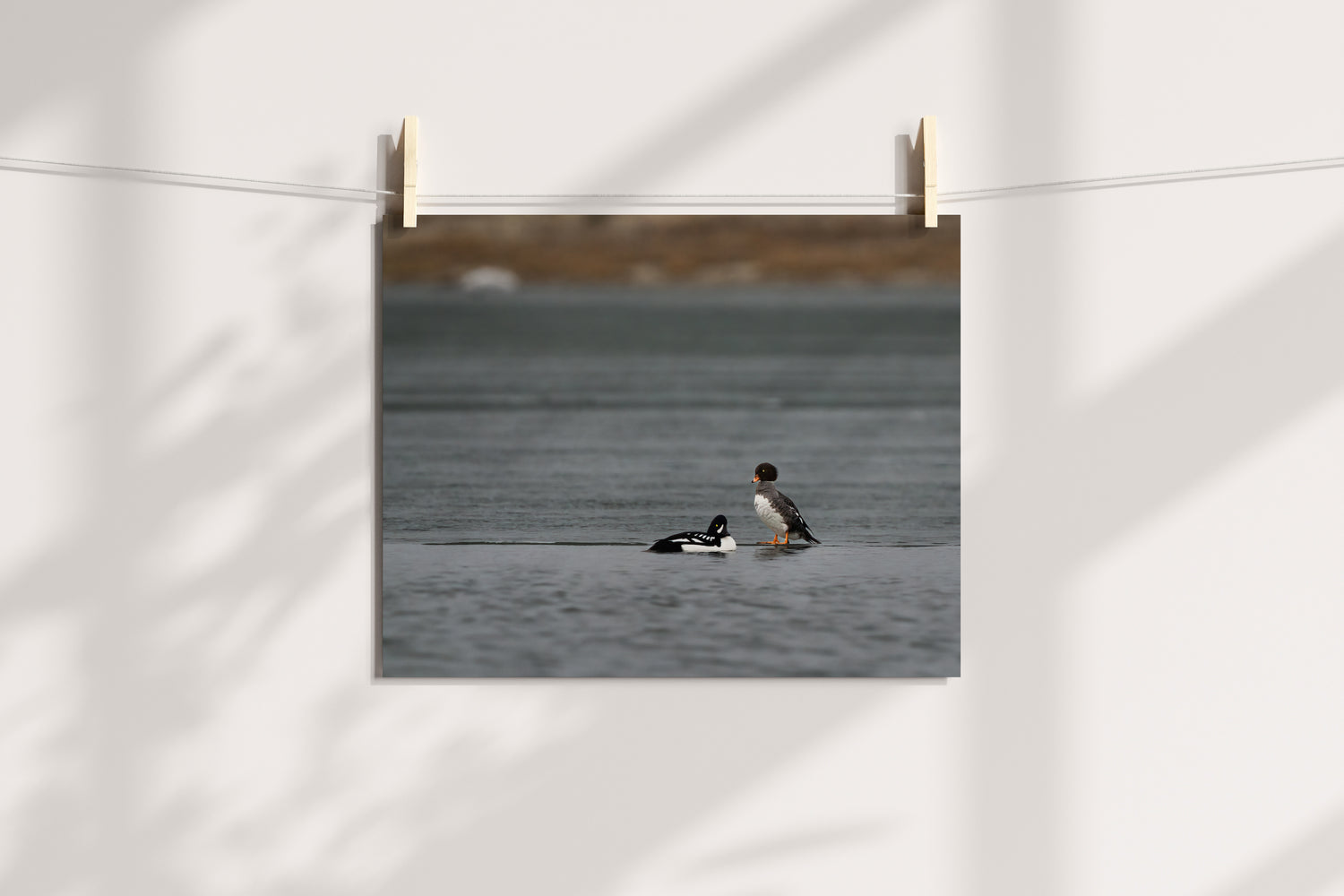 Duck Art Print: Barrow&