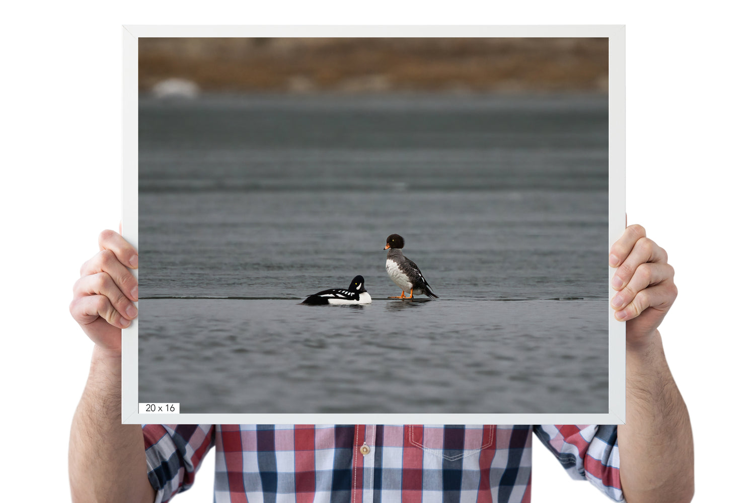 Duck Art Print: Barrow&