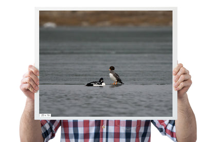 Duck Art Print: Barrow&