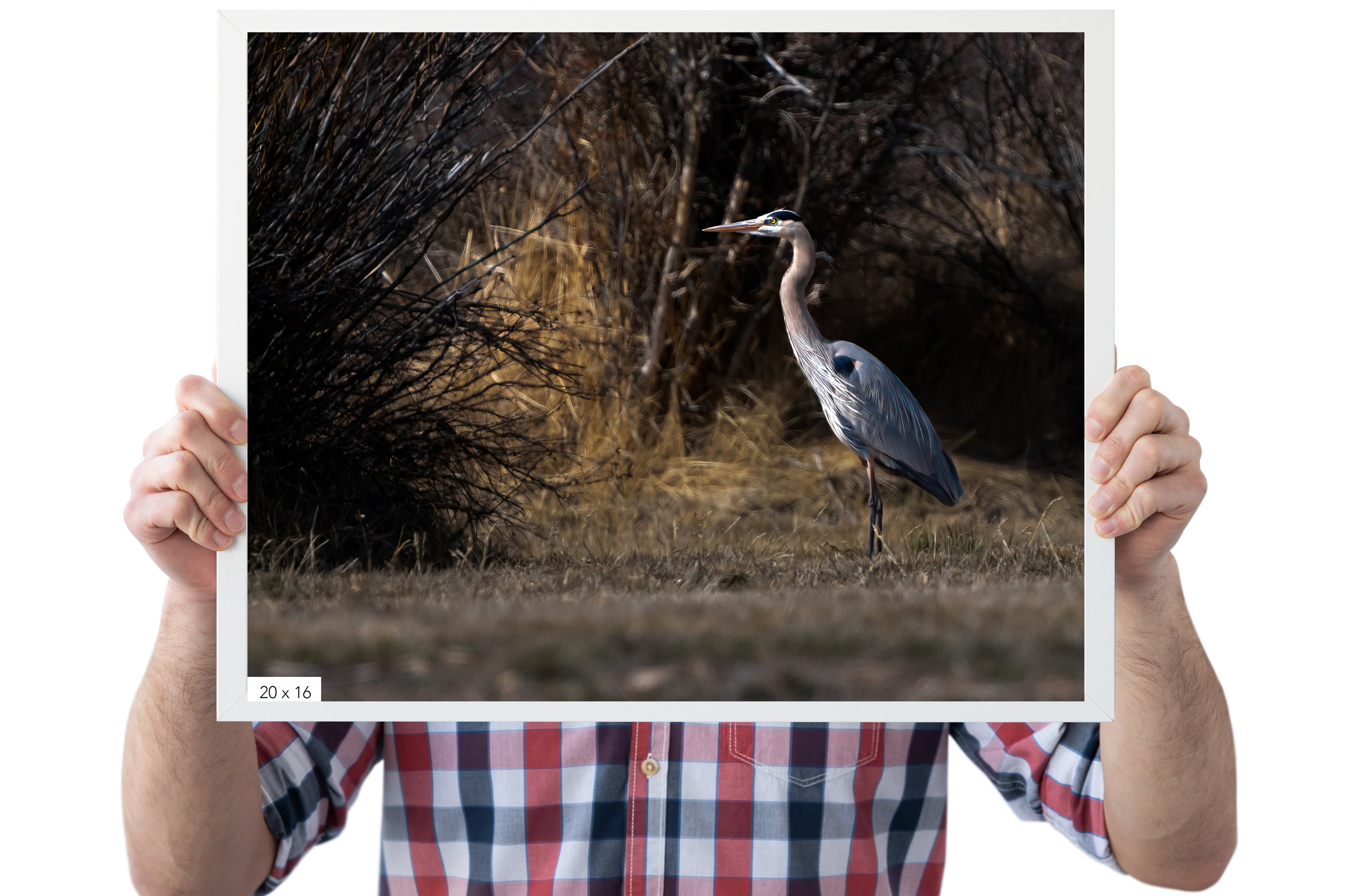 Blue Heron Nature Wall Art: Blue Heron - The Overland Diaries