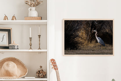 Blue Heron Nature Wall Art: Blue Heron - The Overland Diaries