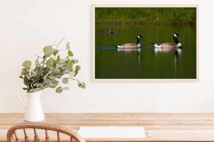 Couple of Canada Geese Photograph - The Overland Diaries
