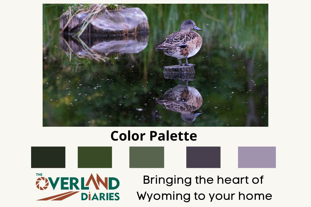 Bird Photography: American Wigeon in Summer (Duck Photography) - The Overland Diaries