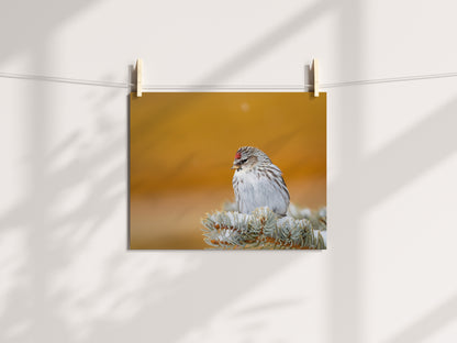 Wildlife Decor: Common Redpoll - The Overland Diaries